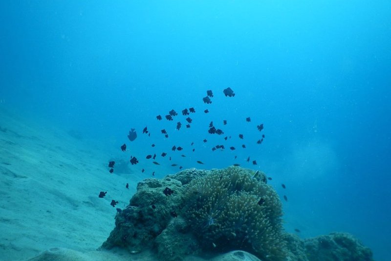 Discover Scuba Diving